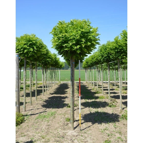 Robinia - Robinia pseudoacacia 'Umbraculifera' 12-14 180ST COCO